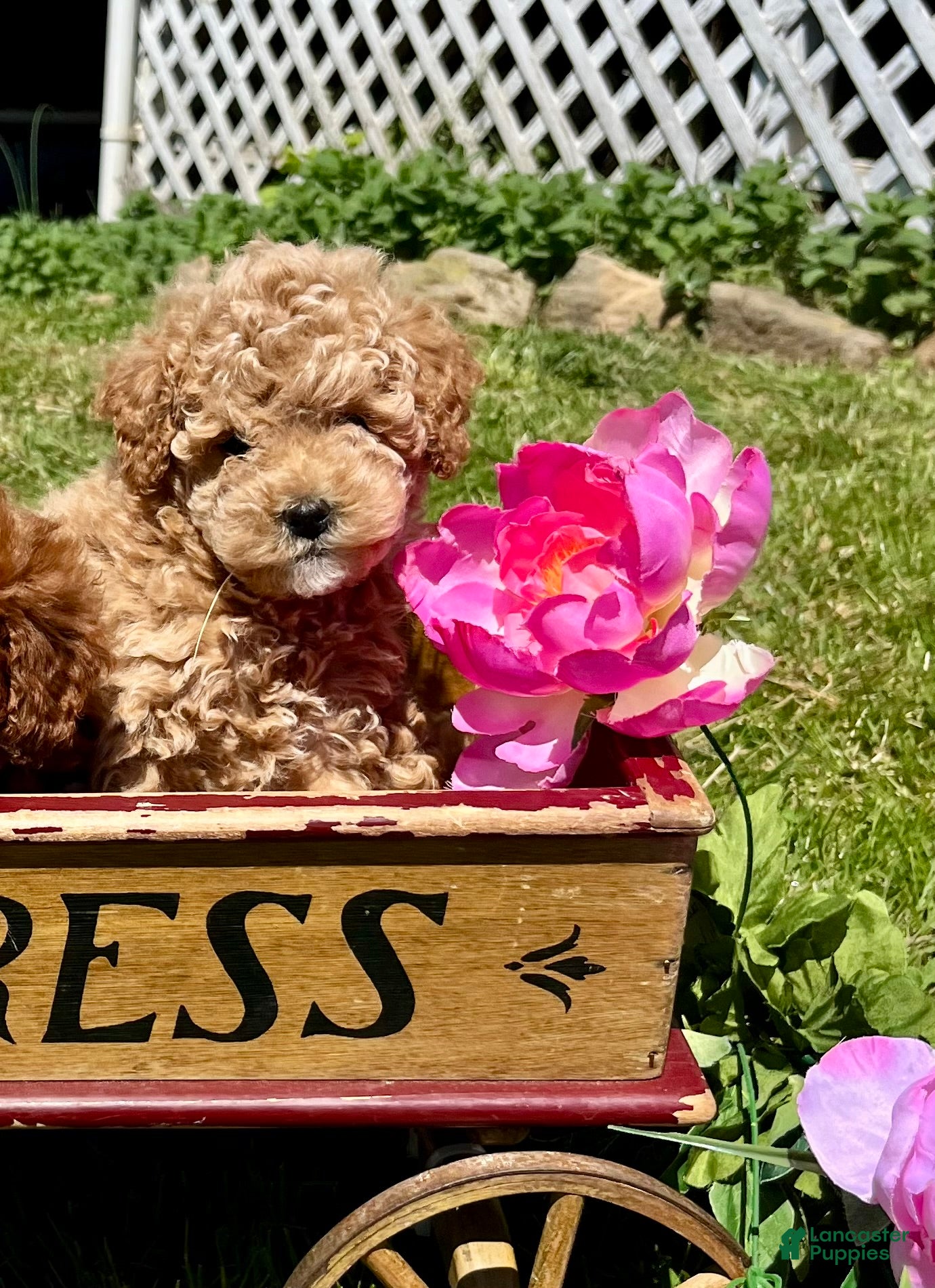 Toy Poodle dogs Butterscotch🐾❤️AKC 🐾House & Crate Trained❤️610-806-6386 - Ad 41