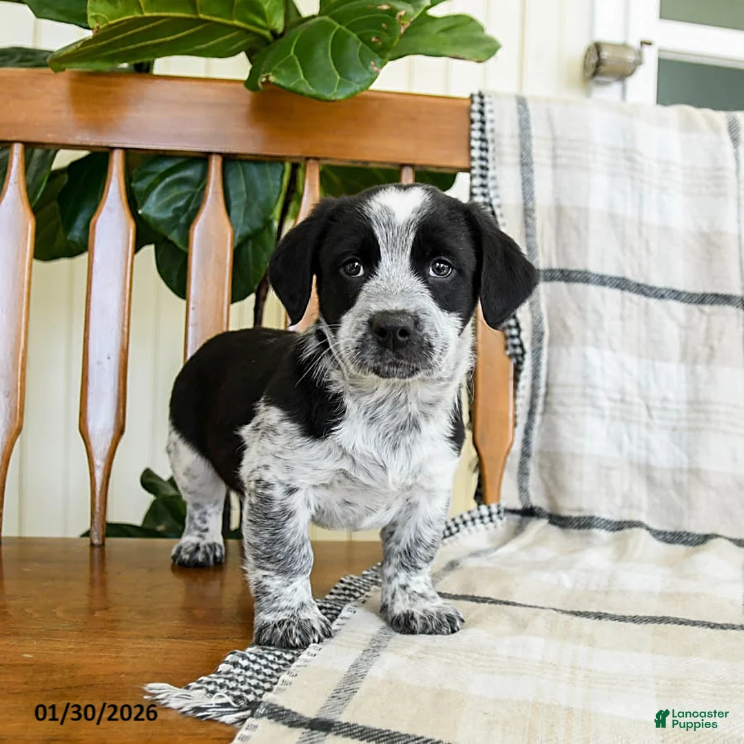 Mixed Breed dogs for sale: Skipper - Ad 2