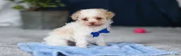 Toy Poodle dogs for sale: Crisco - Ad 6