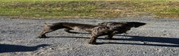 Cane Corso dogs for stud: Xphos - Ad 3