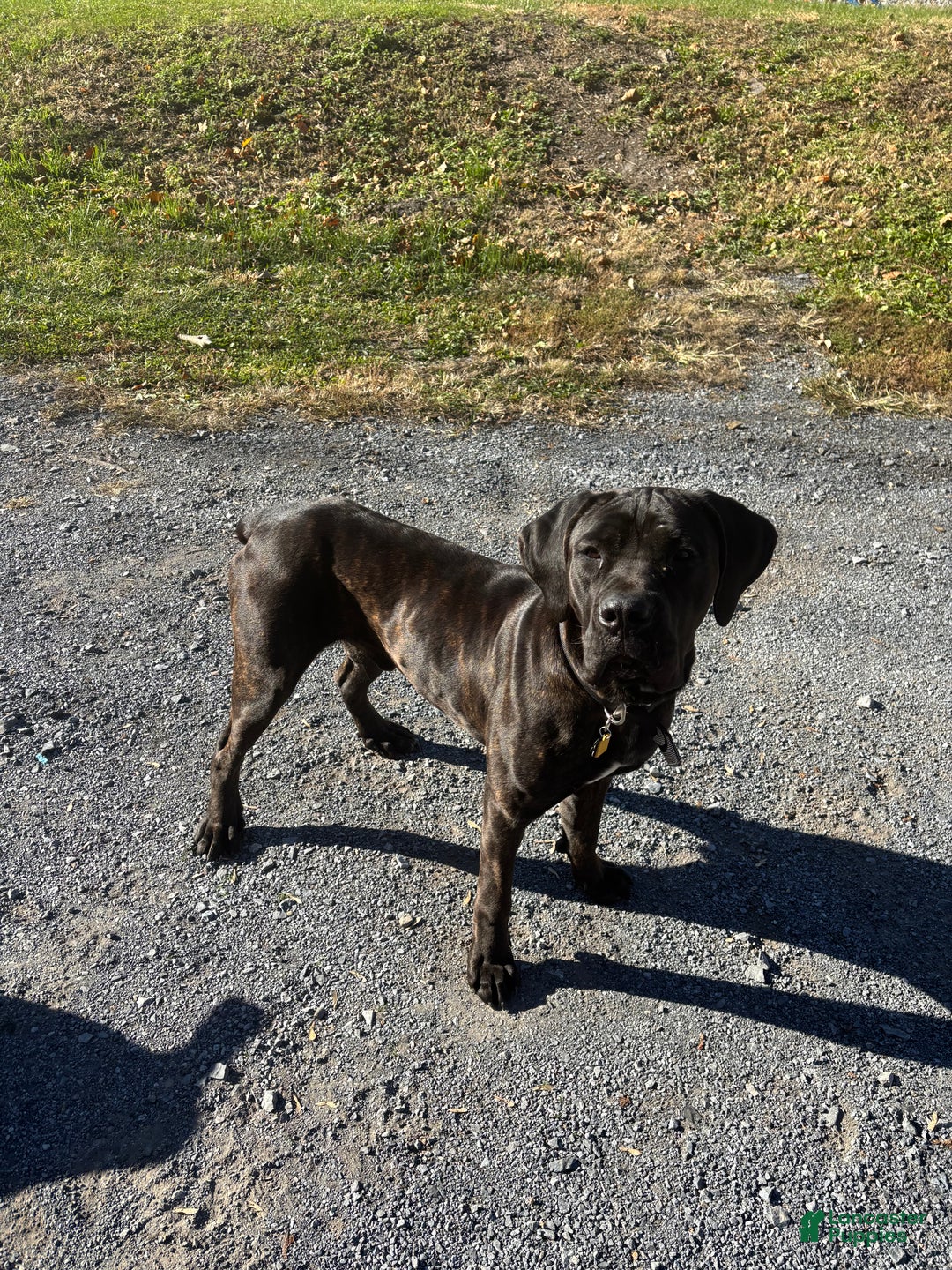 Cane Corso dogs for stud: Xphos - Ad 3