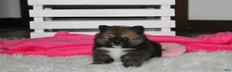 Pomeranian dogs for sale: Bailey  - Ad 4