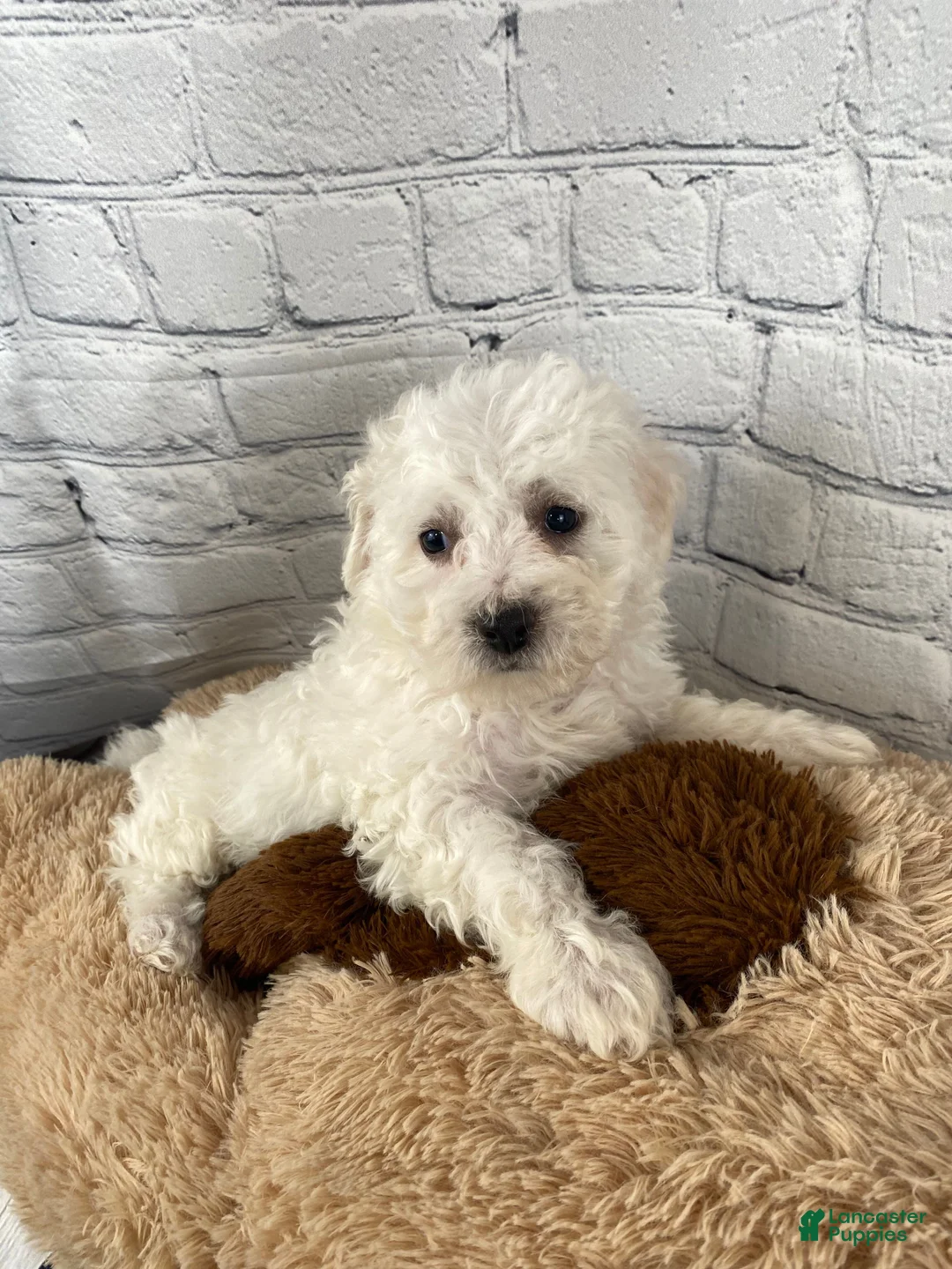Bichon Frise dogs for sale: Rosie - Ad 9