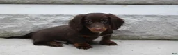 Miniature Dachshund dogs for sale: AKC Romeo - Ad 10