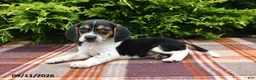 Beagle dogs for sale: Brody - Ad 4