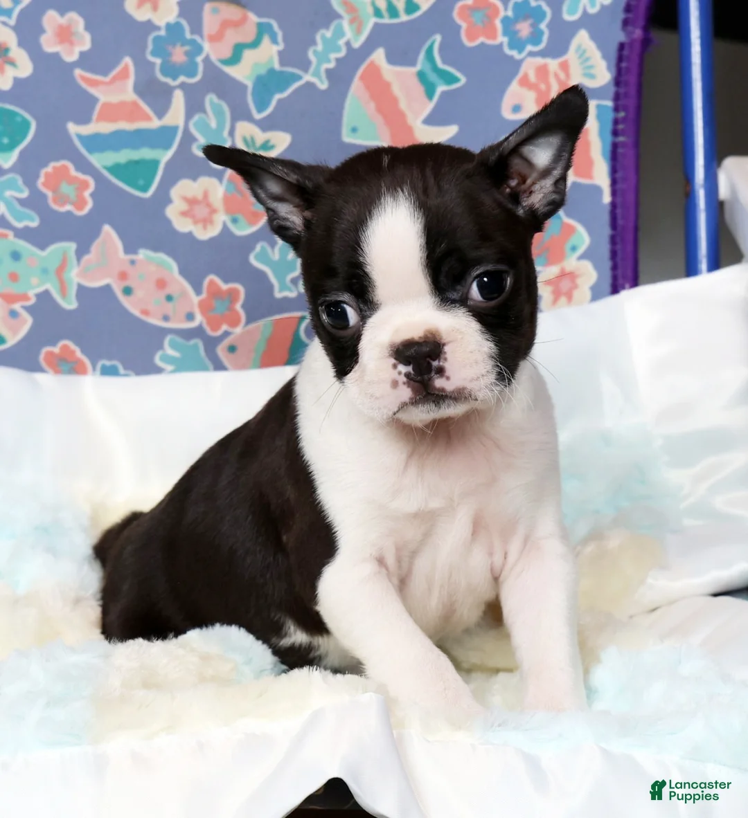 Boston Terrier dogs for sale: Jody - Ad 8