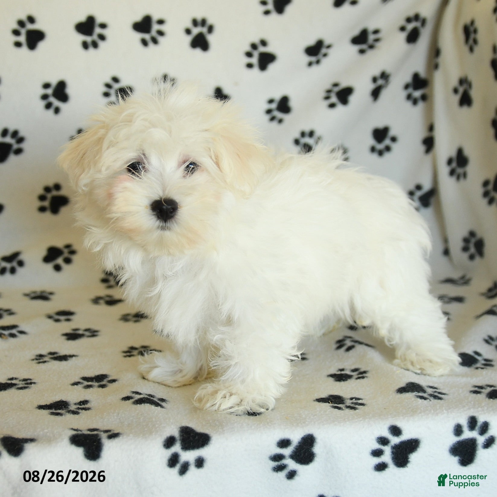Maltese dogs Irresistible - Ad 2