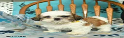 Shih Tzu dogs for sale: Ollie  - Ad 4