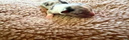 Mixed Breed dogs for sale: Doc - Ad 1