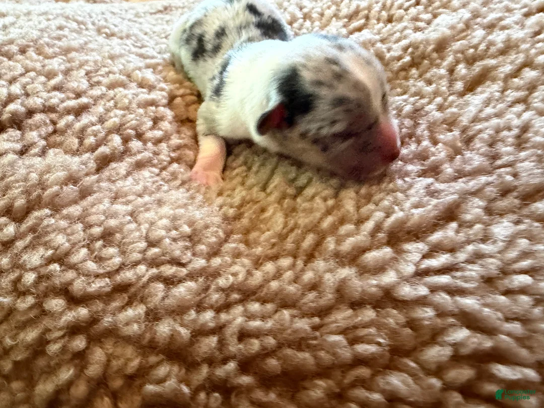 Mixed Breed dogs for sale: Doc - Ad 1