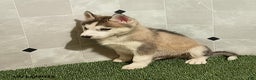 Siberian Husky dogs for sale: Oliver - Ad 2