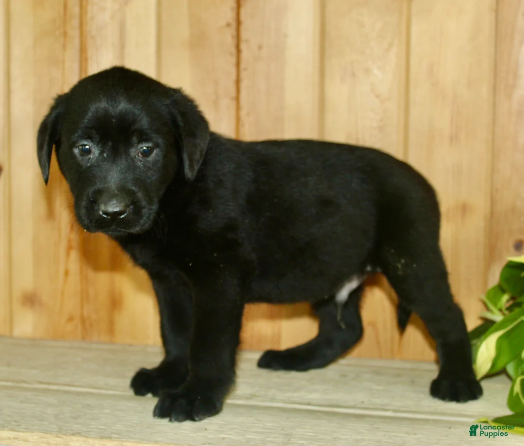 Labrador Retriever dogs for sale: Theo - Ad 2