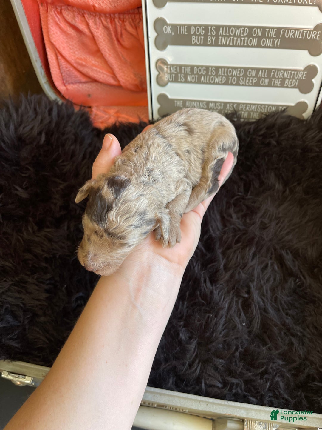 Miniature Poodle dogs for sale: Akc Chocolate Merle Phantom boy 2 - Ad 26