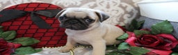 Pug dogs for sale: Clint - Ad 4
