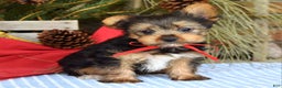 Yorkshire Terrier dogs for sale: Mason - Ad 9