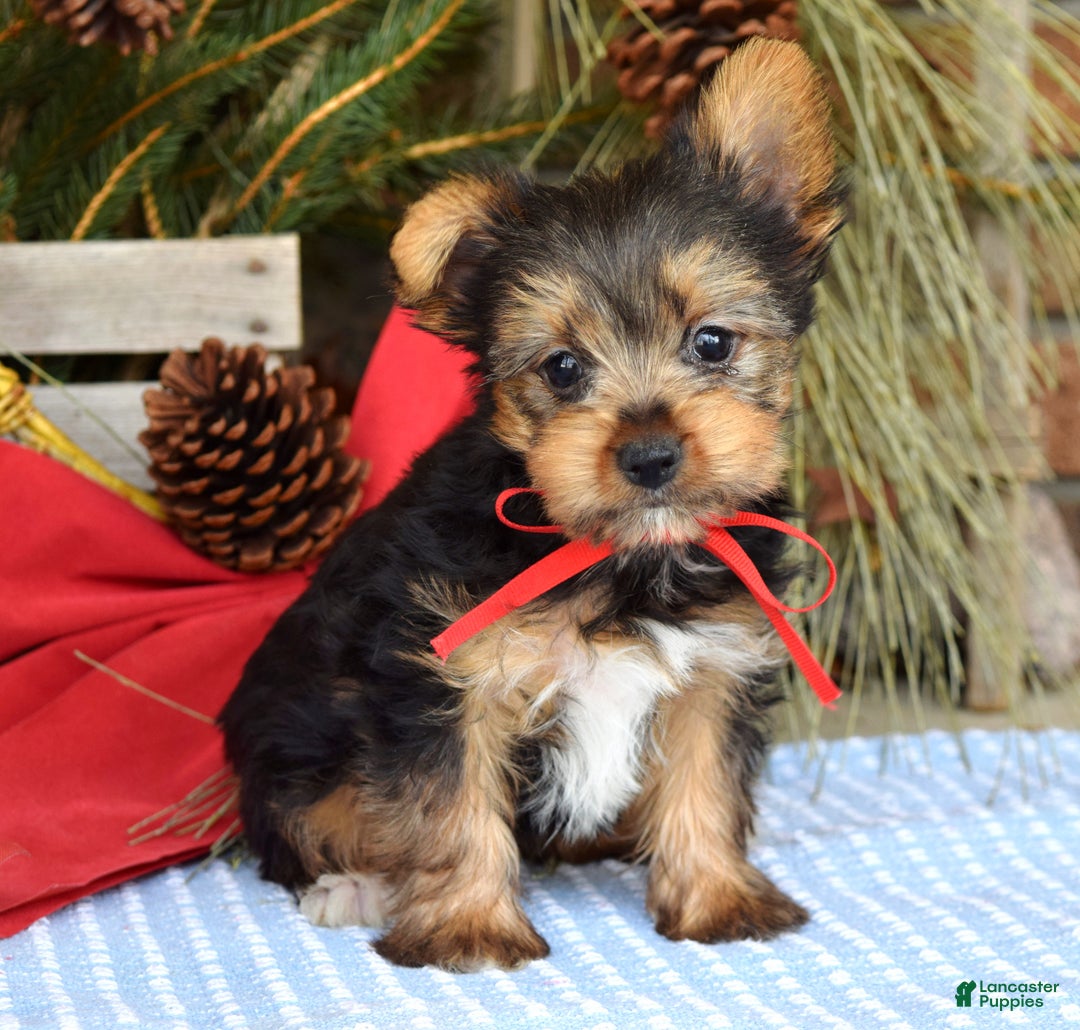 Yorkshire Terrier dogs for sale: Mason - Ad 9