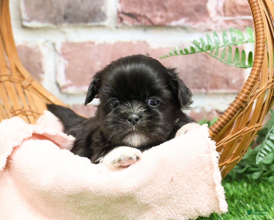 Shih Tzu dogs for sale: Harper - Ad 3