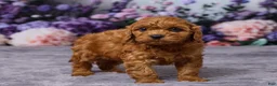 Cavapoo dogs for sale: Chewy - Ad 4