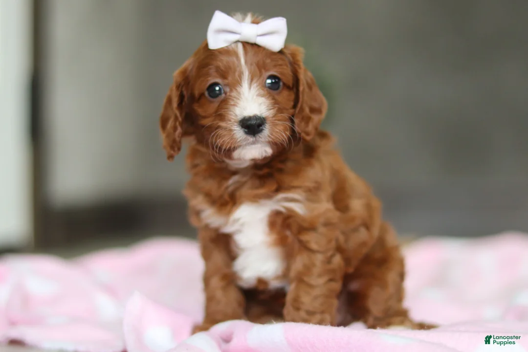 Cavapoo dogs for sale: Roxy  - Ad 9