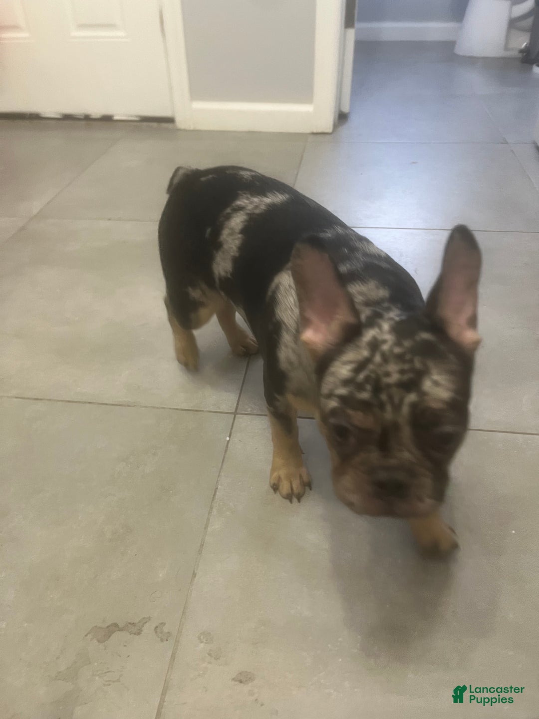 French Bulldog dogs for sale: Sterling - Ad 3