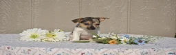 Jack Russell Terrier dogs for sale: Pearl - Ad 2