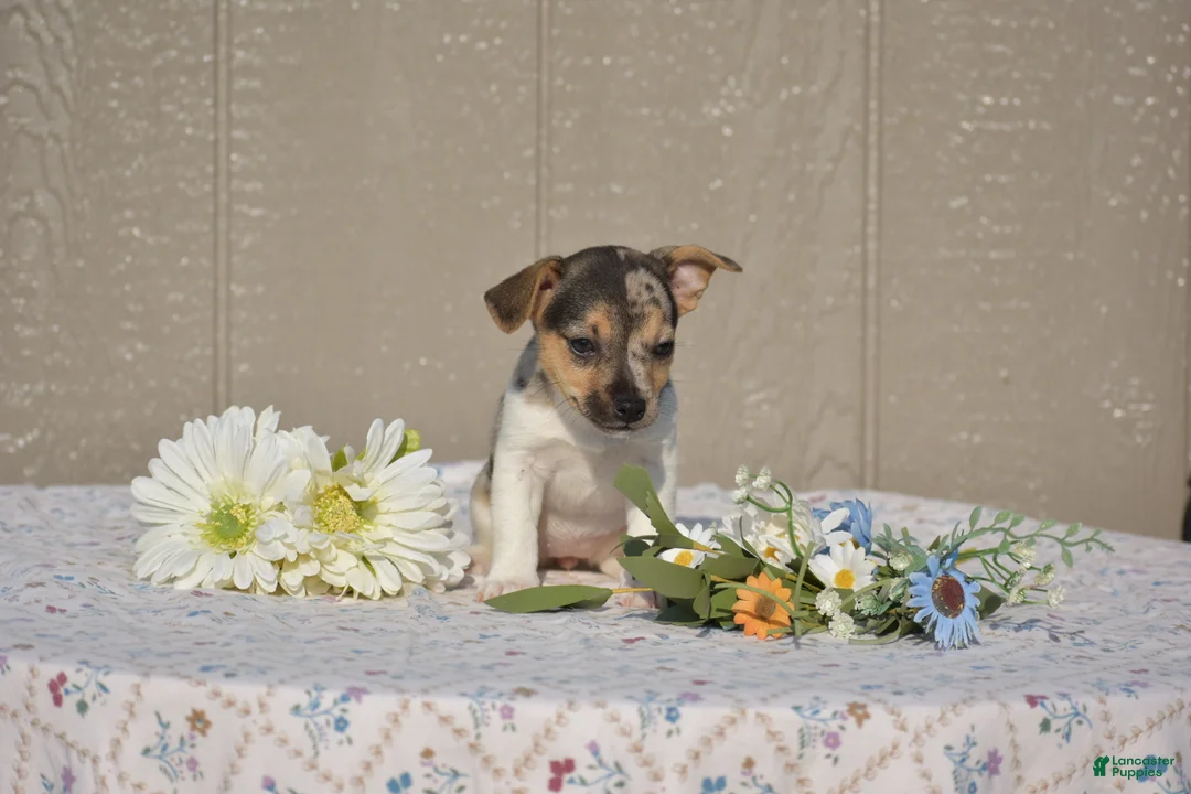 Jack Russell Terrier dogs for sale: Pearl - Ad 2
