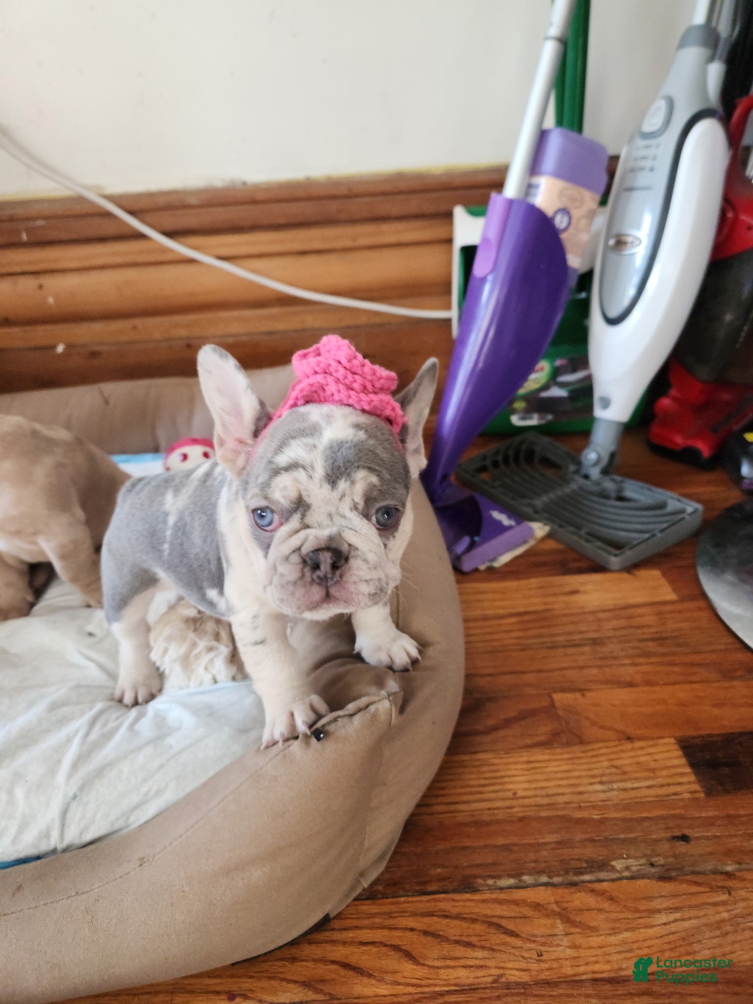 French Bulldog dogs Tiny - Ad 19