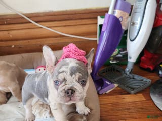 French Bulldog dogs Tiny - Ad 33