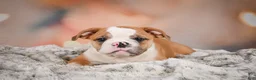 English Bulldog dogs for sale: English Bulldog 1 - Ad 10