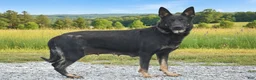German Shepherd dogs for sale: Cash - Ad 2