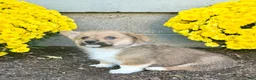 Welsh Corgi Pembroke dogs for sale: Sammy - Ad 5