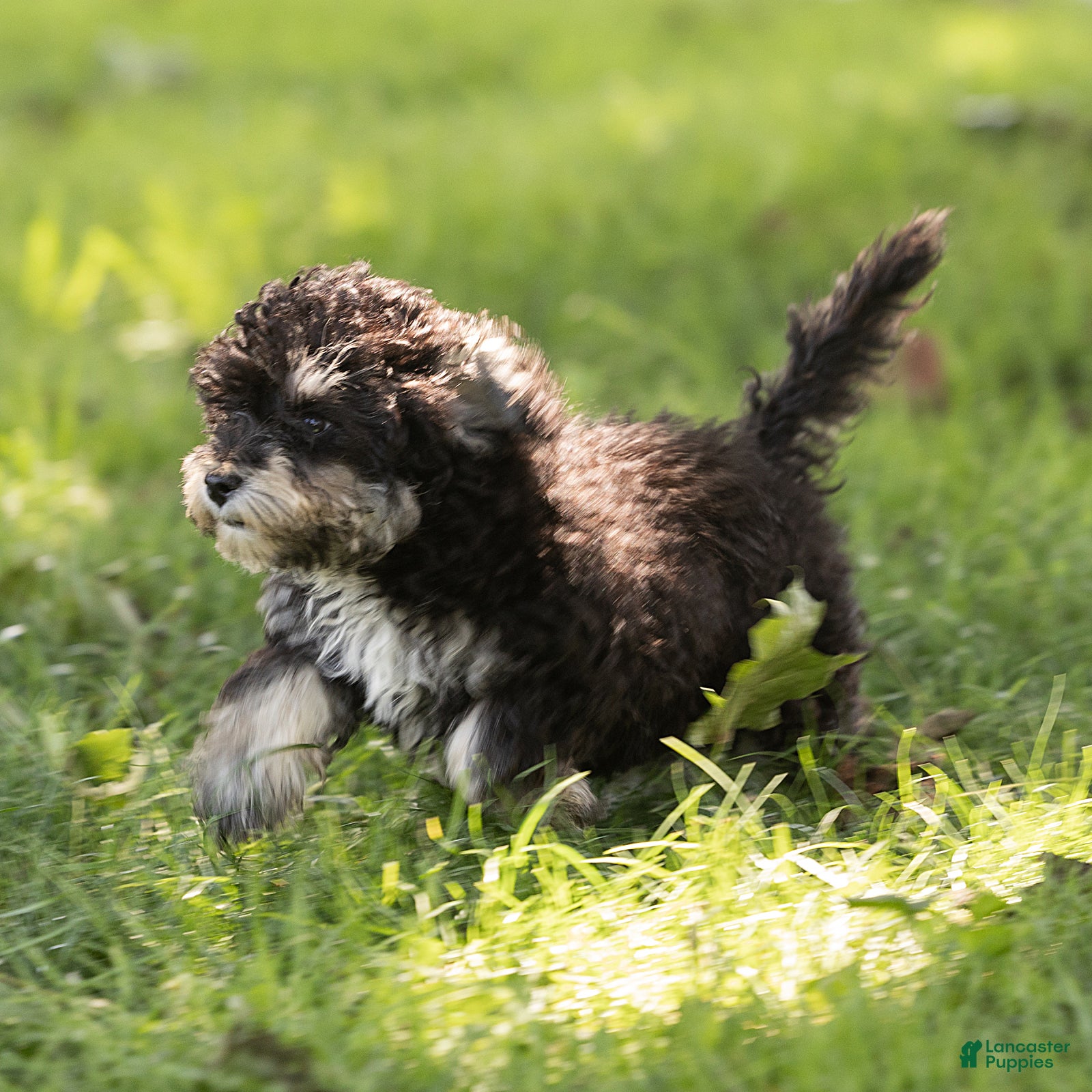 Maltipoo dogs Woody Maltipoo  - Ad 1