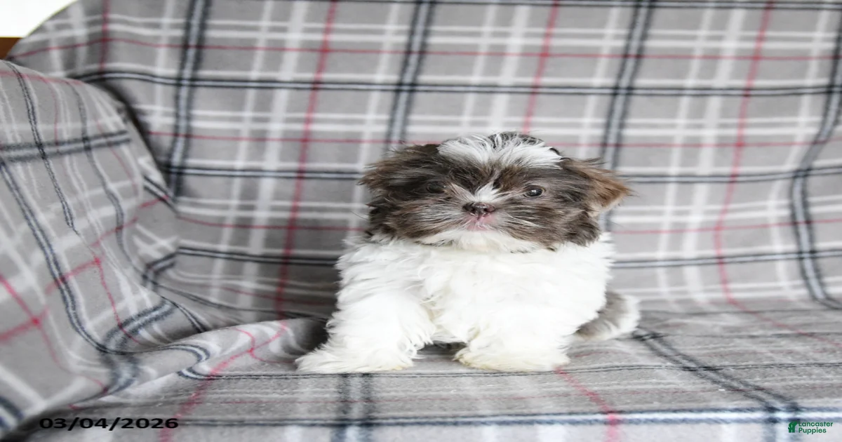 Shih Tzu Puppies for sale Lancaster Puppies