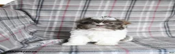 Shih Tzu dogs for sale: Waldo  - Ad 6