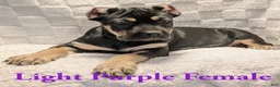 Cane Corso dogs for sale: Light Purple  - Ad 5
