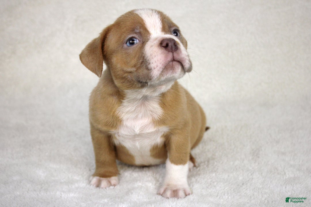 American Bully dogs for sale: Lilac/White Male - Ad 3