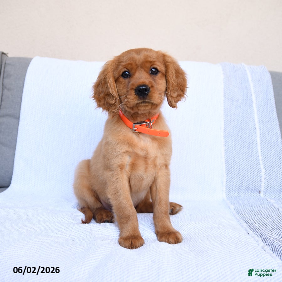 Miniature Golden Retriever dogs Bingo - Ad 2