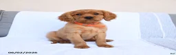 Miniature Golden Retriever dogs for sale: Bingo - Ad 2