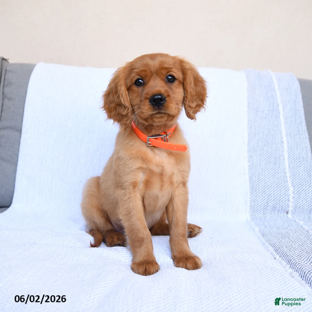 Miniature Golden Retriever dogs for sale: Bingo - Ad 2