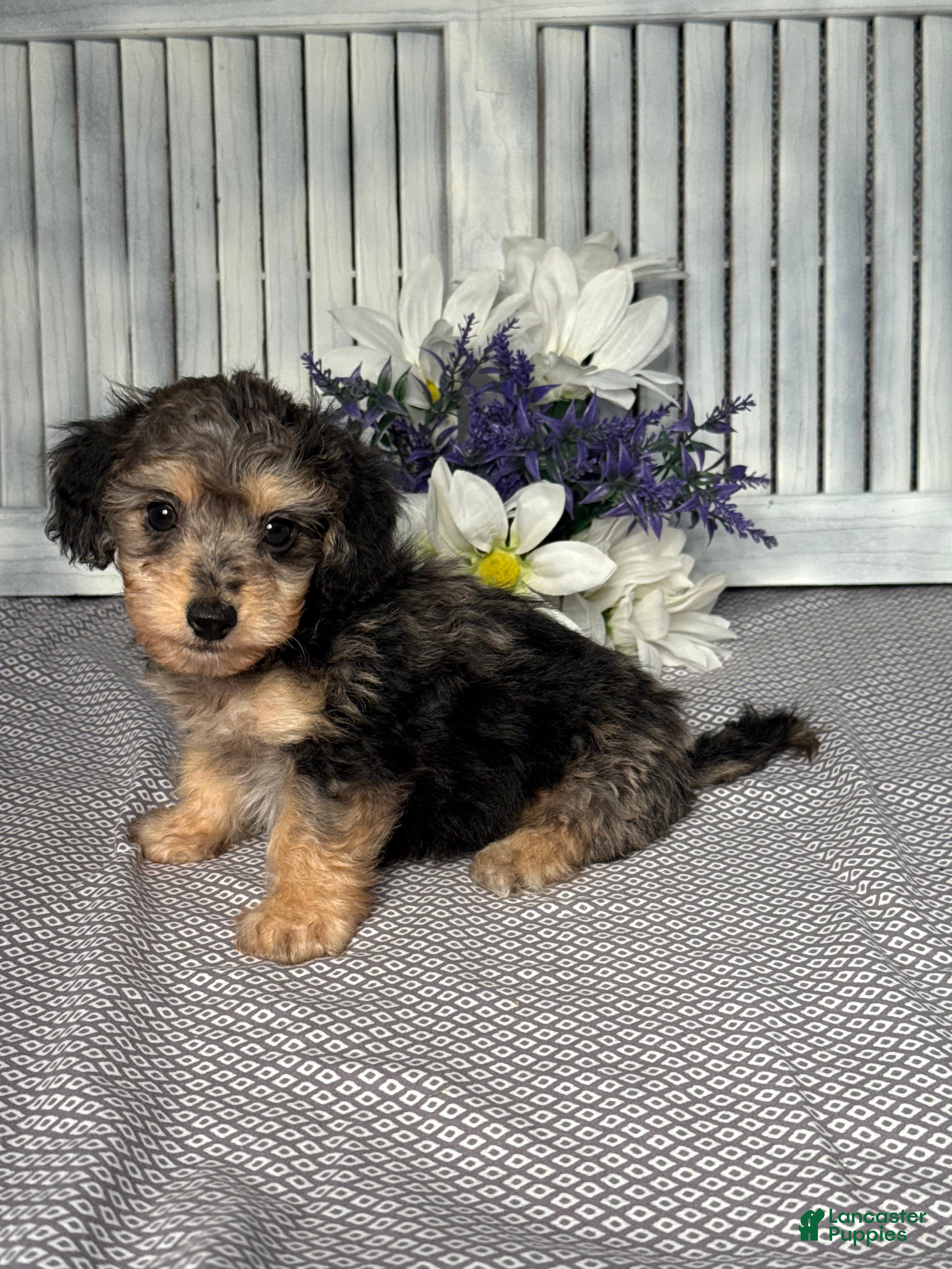 Mixed Breed dogs for sale: Cooper - Ad 2