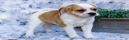 Puggle dogs for sale: Billy - Ad 12