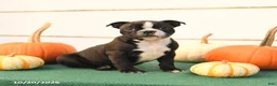 Boston Terrier dogs for sale: Abby - Ad 3
