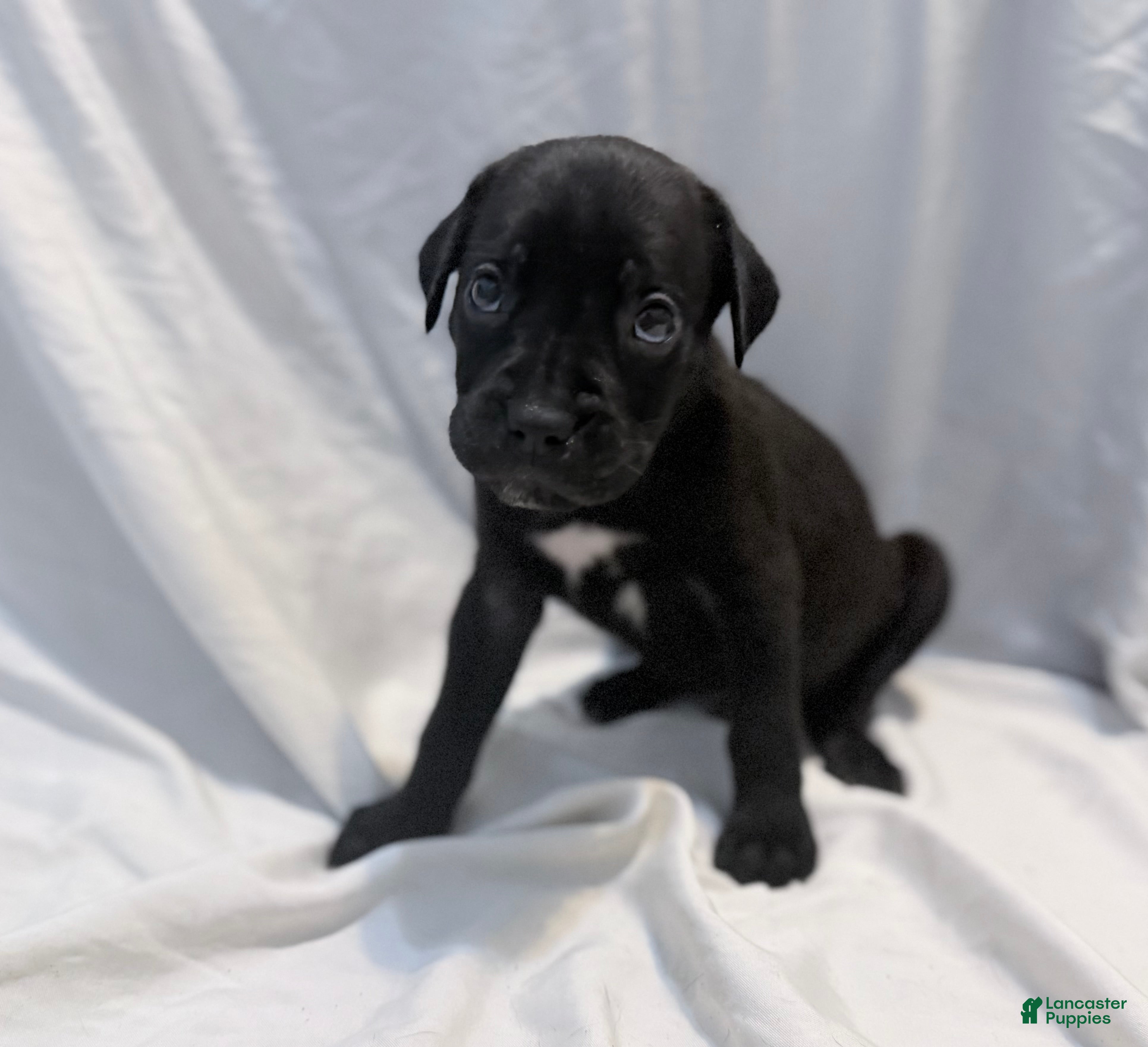 Cane Corso dogs Rufus AKC blue collar - Ad 2