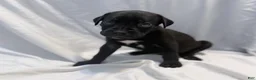 Cane Corso dogs for sale: Rufus AKC blue collar - Ad 14