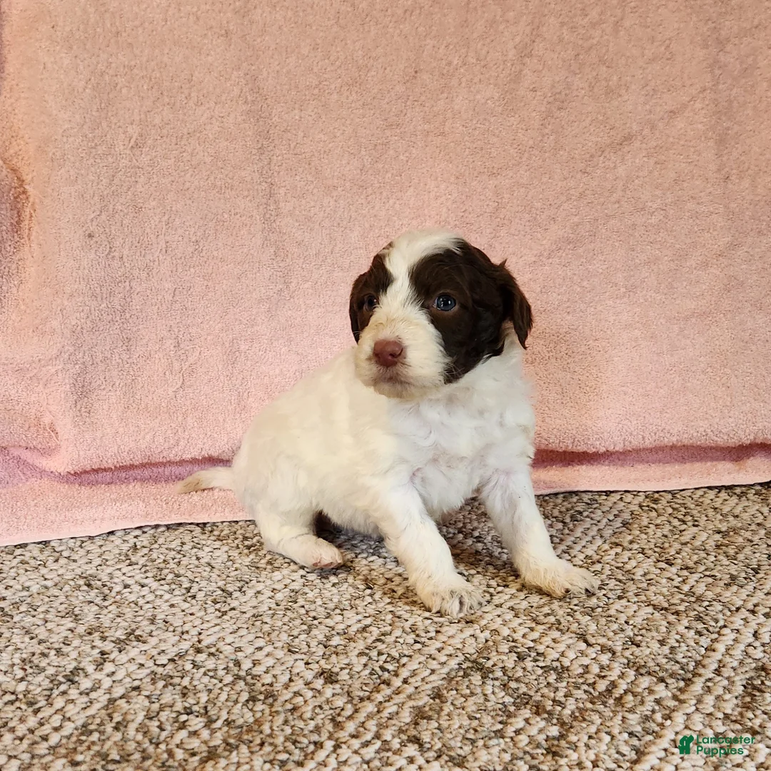 Portuguese Water Dog dogs for sale: Misty - Ad 3