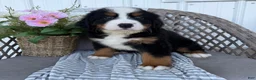 Bernese Mountain Dog dogs for sale: Chucky - Ad 3