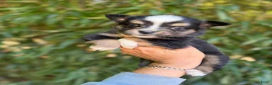 Miniature Australian Shepherd 2