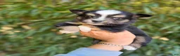 Miniature Australian Shepherd dogs for sale: Miniature Australian Shepherd 2 - Ad 1