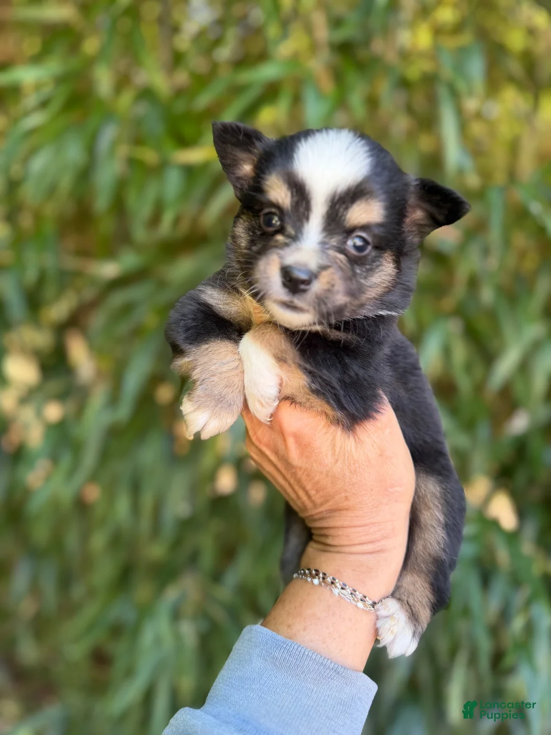 Miniature Australian Shepherd dogs for sale: Miniature Australian Shepherd 2 - Ad 1