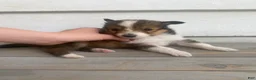 Shetland Sheepdog dogs for sale: Sylvana - Ad 11